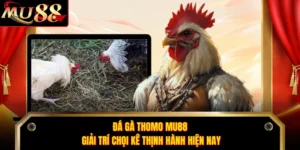 Đá Gà Thomo MU88 - Giải Trí Chọi Kê Thịnh Hành Hiện Nay