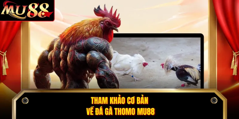 Tham khảo cơ bản về đá gà thomo MU88
